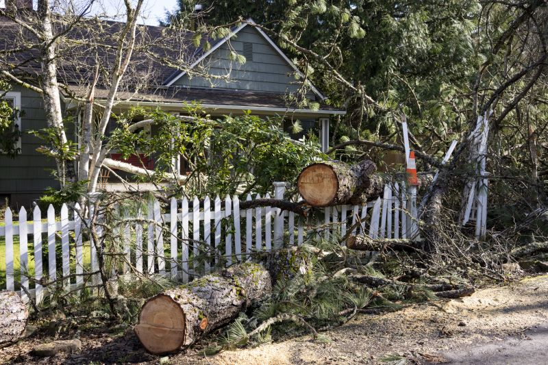 Storm Damage Tree Debris