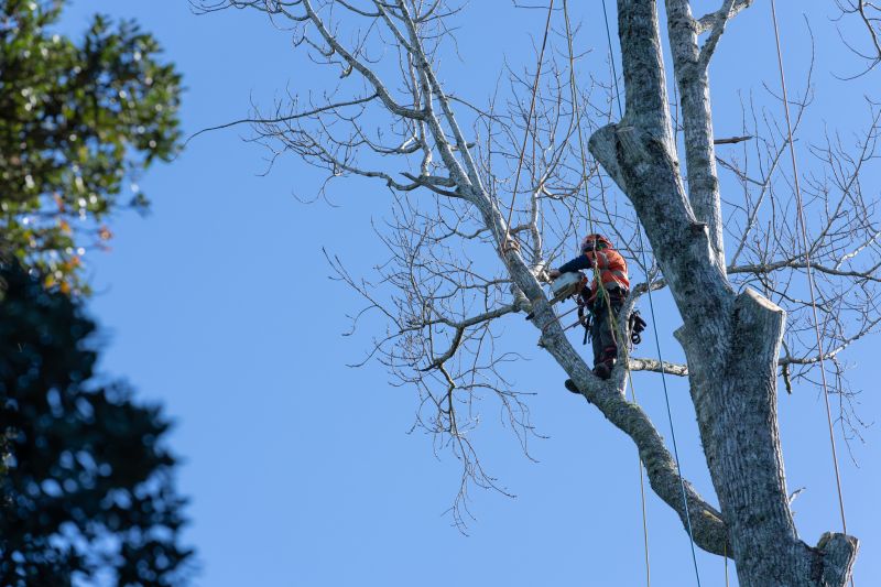 Pruning Large Branches