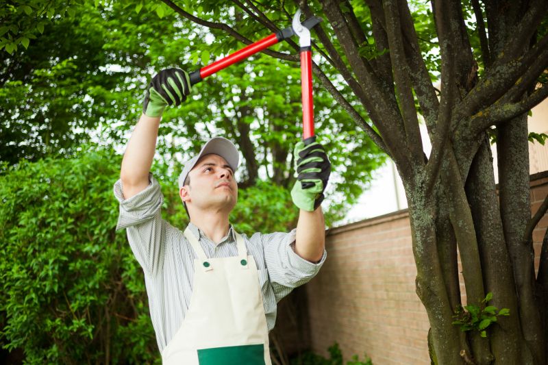 Experienced Tree Care Specialists