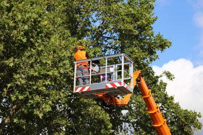 Tree Maintenance Teams