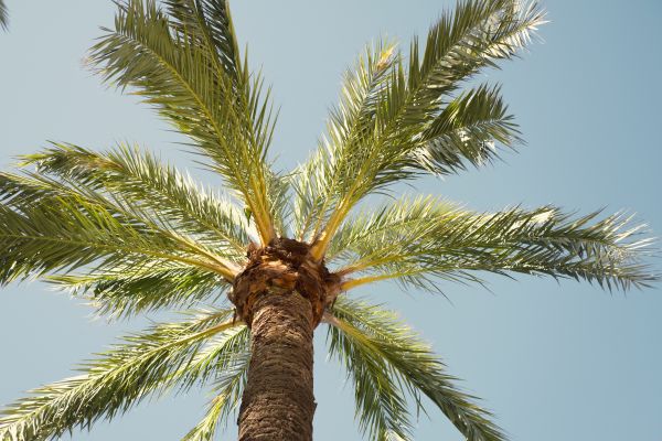 Palm Tree Pruning in Concord