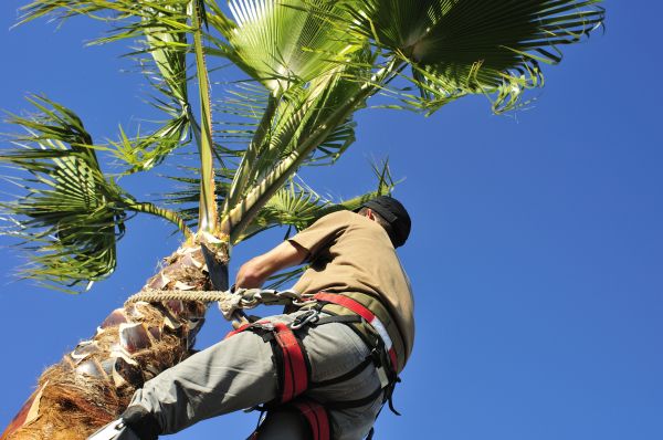 Palm Tree Trimming in Concord