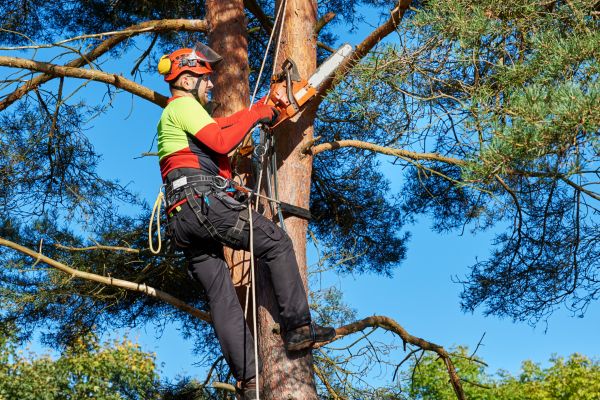 Tree Service in Concord