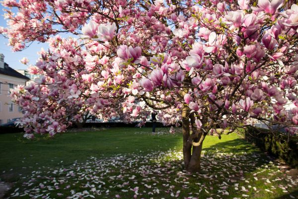 Ornamental Tree Pruning