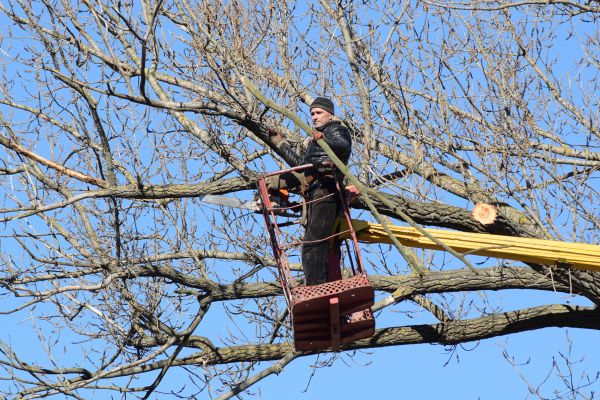 Cost of Emergency Tree Trimming in Concord