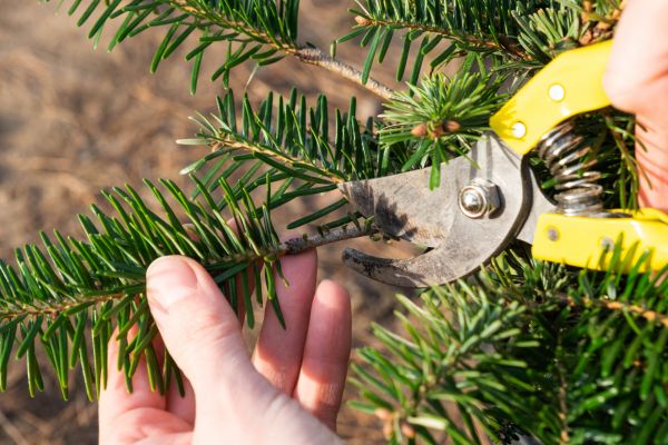 Pine Tree Pruning in Concord