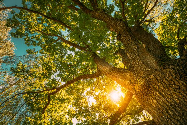 Cost of Oak Tree Pruning in Concord