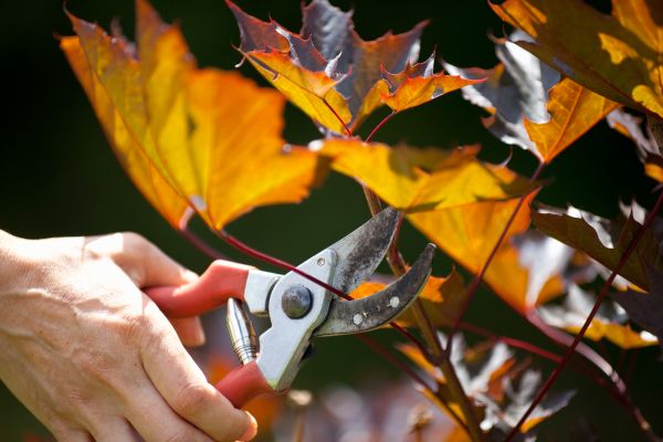 Cost of Maple Tree Pruning in Concord