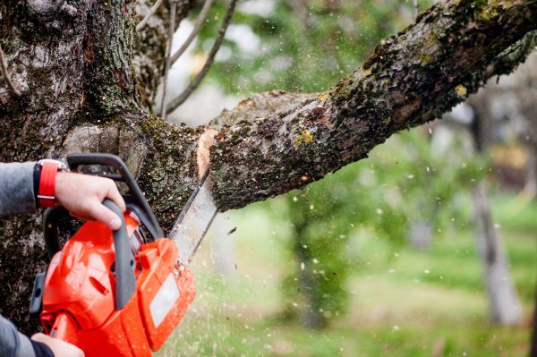Cost of Tree Limbs Removal in Concord