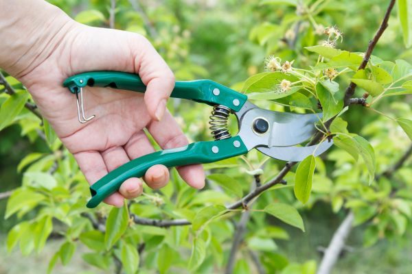 Cost of Pear Tree Pruning in Concord