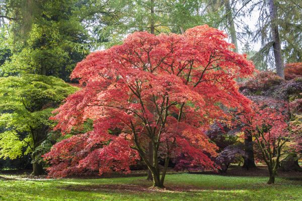 Japanese Maple Pruning in Concord