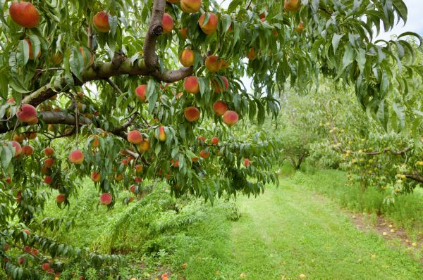 Cost of Peach Tree Pruning in Concord