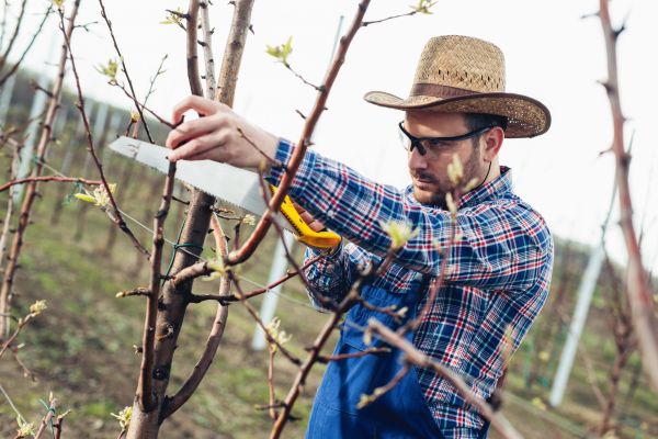 Cost of Orchard Tree Pruning in Concord