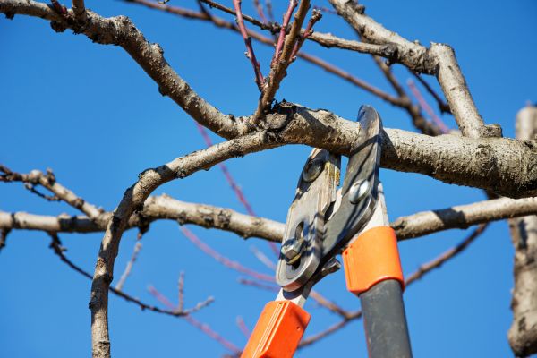 Peach Tree Trimming in Concord