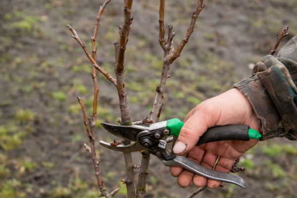 Cost of Pear Trees Pruning in Concord