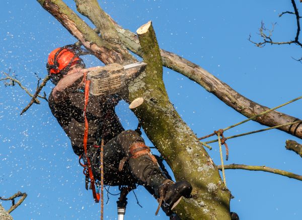 Tree Trimming Service in Concord