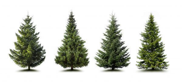 Cost of Pine Tree Trimming in Concord