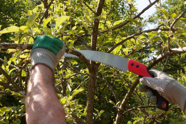 Apple Tree Trimming in Concord